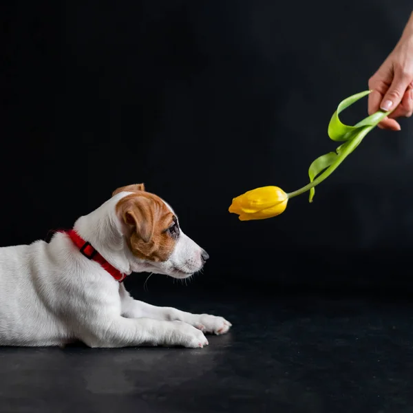 Жінка дражнить смішного цуценя з квіткою в студії. Маленький пустотливий собака полює на тюльпан на чорному тлі. Жіноча рука грає з джек-тер'єром . — стокове фото