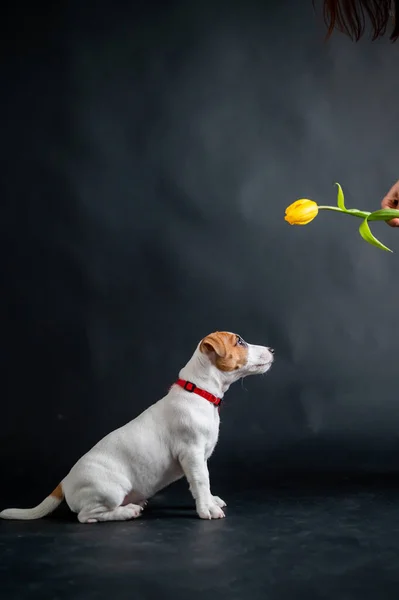 Mulher provoca filhote de cachorro engraçado com flor no estúdio. Pouco cão travesso caça para uma tulipa em um fundo preto. mão feminina joga com jack russell terrier. — Fotografia de Stock