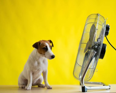 Küçük sevimli bir köpek sarı arka planda büyük bir elektrikli vantilatörün önünde bir masanın üzerinde oturur. Jack Russell Terrier sıcak bir yaz gününde dinleniyor. Soğuk esinti.