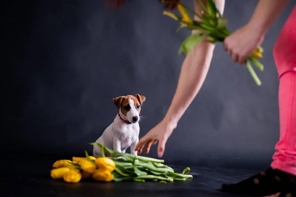 Mulher provoca filhote de cachorro engraçado com flor no estúdio. Pouco cão travesso caça para uma tulipa em um fundo preto. mão feminina joga com jack russell terrier. — Fotografia de Stock