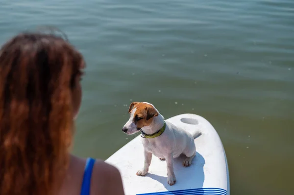 Вид сзади на рыжую женщину, катающуюся на веслах со своей собакой. Портрет Джека Рассела-терьера с его владельцем. Водные виды спорта. — стоковое фото