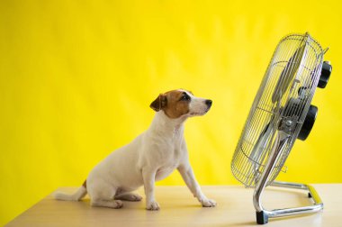 Küçük sevimli bir köpek sarı arka planda büyük bir elektrikli vantilatörün önünde bir masanın üzerinde oturur. Jack Russell Terrier sıcak bir yaz gününde dinleniyor. Soğuk esinti.