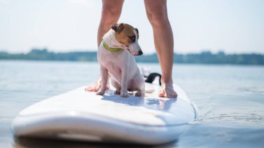 Küçük cesur bir köpek, sahibi gölde sörf tahtasının üzerinde sörf yapıyor. Kadın bacaklarının yanında sörf tahtasında oturan Jack Russell Terrier 'ın yakın çekimi. Su sporları.