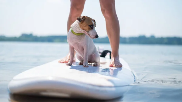 Маленькая храбрая собака катается на доске для внедорожников с владельцем на озере. Крупный план Джека Рассела терьера, сидящего на доске для сёрфинга рядом с женскими ногами. Водный спорт. — стоковое фото