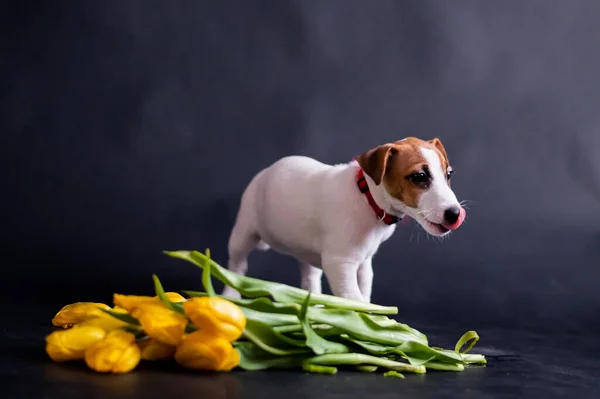 Um cãozinho fofo está parado junto a uma armada de tulipas em um fundo preto. Cachorrinho de raça pura Jack Russell Terrier dá um buquê de flores amarelas da primavera em 8 de março. . — Fotografia de Stock