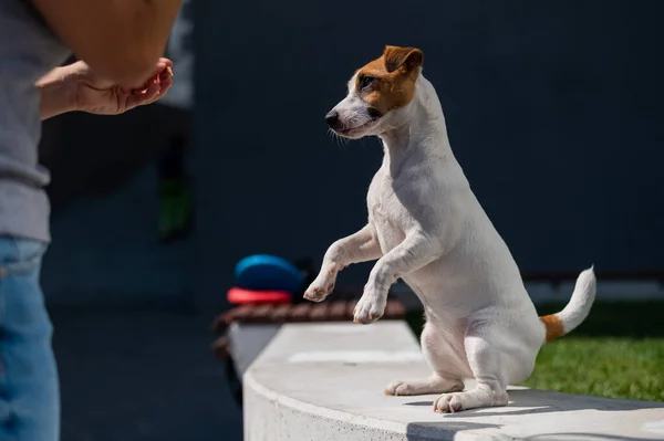 Un cane leale esegue il comando di servire. Jack Russell Terrier è seduto sulle zampe posteriori. — Foto Stock