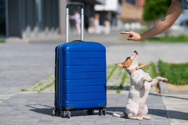 Gehoorzame puppy presteert zit op zijn achterpoten in de buurt van een blauwe koffer. — Stockfoto