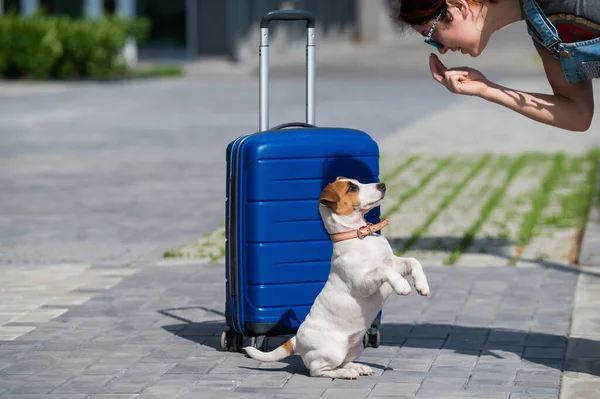 Gehoorzame puppy presteert zit op zijn achterpoten in de buurt van een blauwe koffer. — Stockfoto