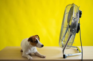 Küçük sevimli bir köpek sarı arka planda büyük bir elektrikli vantilatörün önünde bir masanın üzerinde oturur. Jack Russell Terrier sıcak bir yaz gününde dinleniyor. Soğuk esinti.