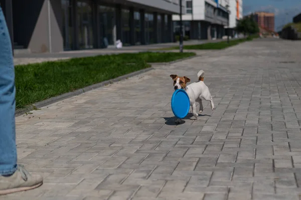 Woman throws blue flying plastic disc to Jack Russell Terrier outdoors. Funny playful little dog catches and brings toy to female owner. — Stock Photo, Image