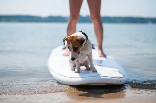 Um pequeno cão corajoso está surfando em uma prancha SUP com o proprietário no lago. Close-up de um Jack Russell Terrier sentado em uma prancha de surf ao lado de pernas femininas. Esportes aquáticos. — Fotografia de Stock