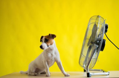 Küçük sevimli bir köpek sarı arka planda büyük bir elektrikli vantilatörün önünde bir masanın üzerinde oturur. Jack Russell Terrier sıcak bir yaz gününde dinleniyor. Soğuk esinti.