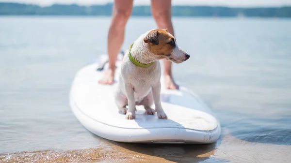 Um pequeno cão corajoso está surfando em uma prancha SUP com o proprietário no lago. Close-up de um Jack Russell Terrier sentado em uma prancha de surf ao lado de pernas femininas. Esportes aquáticos. — Fotografia de Stock