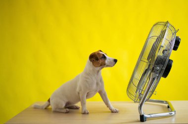 Küçük sevimli bir köpek sarı arka planda büyük bir elektrikli vantilatörün önünde bir masanın üzerinde oturur. Jack Russell Terrier sıcak bir yaz gününde dinleniyor. Soğuk esinti.
