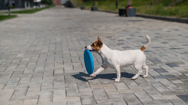 Drôle Jack Russell Terrier joue avec un disque en plastique volant bleu à l'extérieur. Un petit chien actif et ludique attrape et porte un jouet dans sa bouche. — Photo