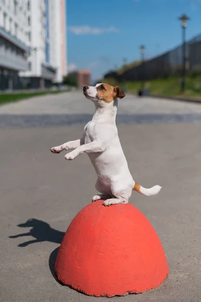 Inteligentny posłuszny pies siedzi na tylnych łapach w żebrzącej pozie na antyparkingowym betonowym kamieniu. Jack Russell Terrier szczeniak stoi na tylnych nogach na zewnątrz — Zdjęcie stockowe