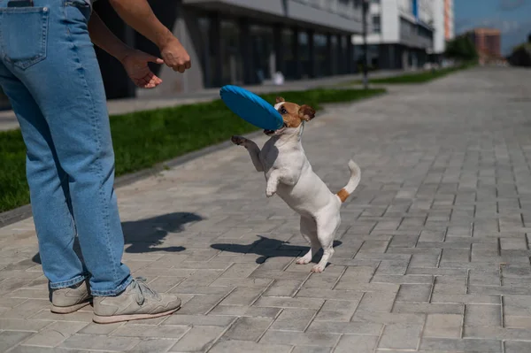 Frau wirft Jack Russell Terrier blaue Plastikscheibe ins Freie Lustiger verspielter kleiner Hund fängt und bringt Frauchen Spielzeug. — Stockfoto