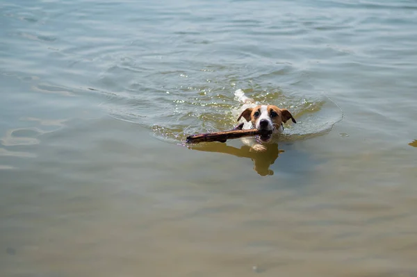 कुत्ता उसके मुंह में एक छड़ी के साथ तैरता है। जैक रसेल टेरर एपपोर्ट कमांड को निष्पादित करता है . — स्टॉक फ़ोटो, इमेज
