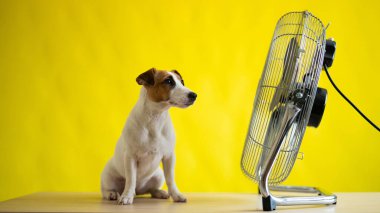 Küçük sevimli bir köpek sarı arka planda büyük bir elektrikli vantilatörün önünde bir masanın üzerinde oturur. Jack Russell Terrier sıcak bir yaz gününde dinleniyor. Soğuk esinti.