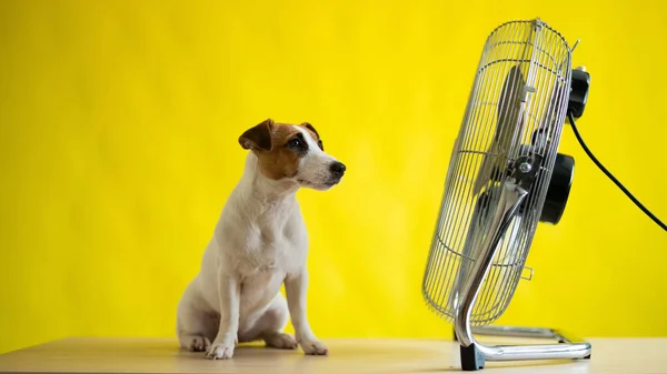 Маленькая милая собака сидит на столе перед большим электрическим вентилятором на желтом фоне. Джек Рассел Терьер отдыхает в жаркий летний день. Холодный ветер. — стоковое фото