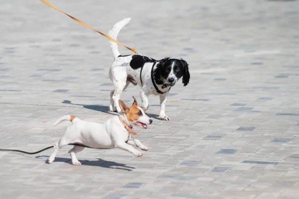To hunder løper på tur. – stockfoto