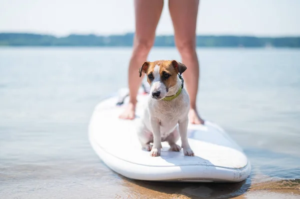 Egy kis bátor kutya szörfözik egy SUP táblán a tulajjal a tavon. — Stock Fotó