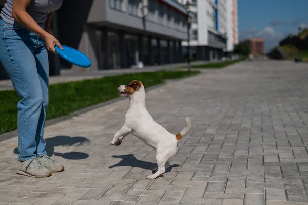 Žena hází modrý létající plastový disk na Jacka Russella Terriera venku. Vtipné hravý malý pes úlovky a přináší hračku k majitelce. — Stock fotografie