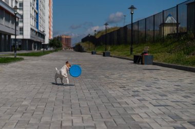 Komik Jack Russell Terrier açık havada mavi uçan plastik bir diskle oynuyor. Aktif, oyuncu küçük bir köpek oyuncağı yakalar ve ağzına taşır..