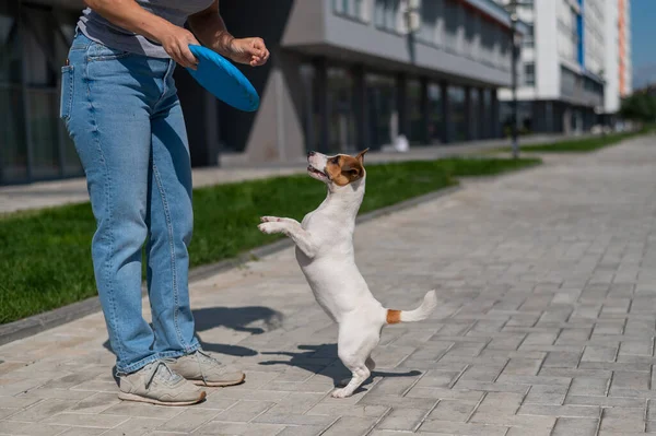 Woman walks with Jack Russell Terrier outdoors. Funny playful little dog catches and brings toy to the owner. — Stock Photo, Image