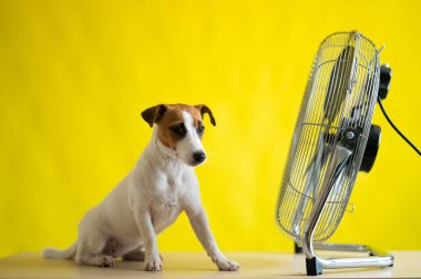 Küçük sevimli bir köpek sarı arka planda büyük bir elektrikli vantilatörün önünde bir masanın üzerinde oturur. Jack Russell Terrier sıcak bir yaz gününde dinleniyor. Soğuk esinti.