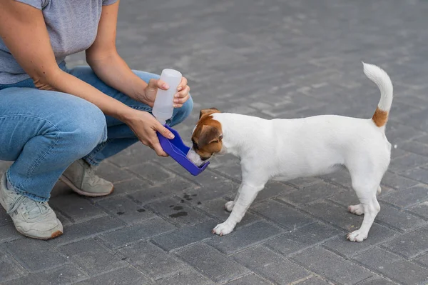 Il cane beve da una bottiglia d'acqua portatile mentre cammina con il proprietario — Foto Stock
