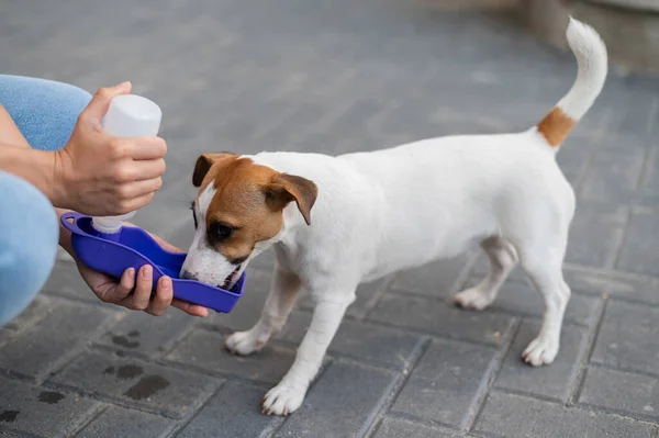 The dog drinks from a portable pet water bottle while walking with the owner