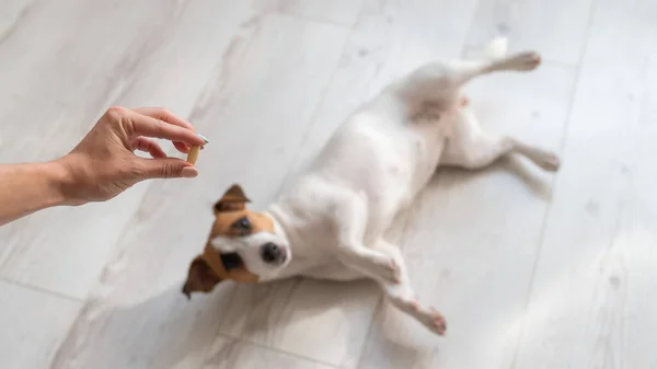 Zbliżenie żeńskiej dłoni z pigułką i chorym psem Jackiem Russellem Terrierem leży na drewnianej podłodze — Zdjęcie stockowe