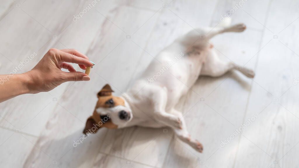 Close-up of a female hand with a pill and a sick dog jack russell terrier lies on the wooden floor