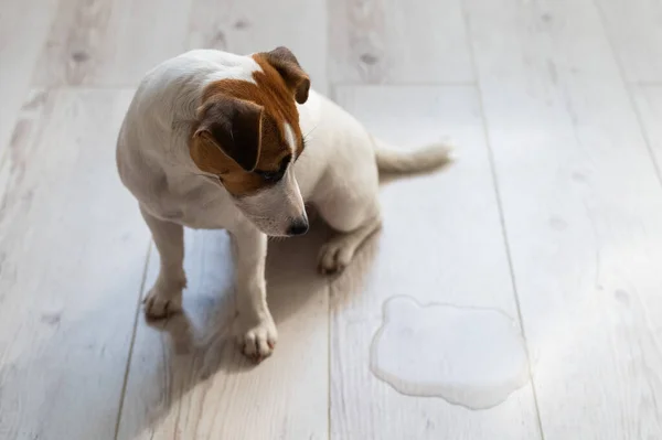 Guilty dog Jack Russell Terrier pissed puddle on the wooden floor