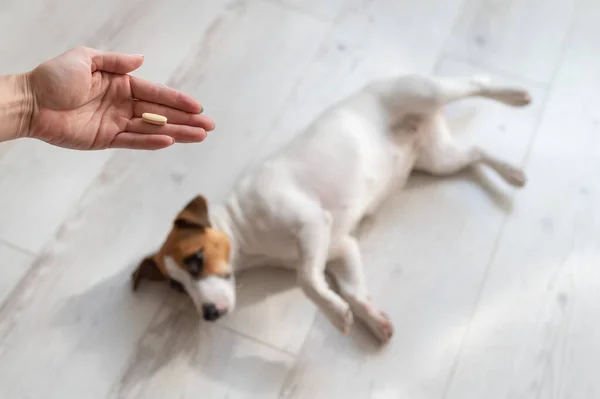 Elinde hap olan bir kadın eli ve hasta bir köpek olan Jack Russell Terrier tahta zeminde yatıyor. — Stok fotoğraf