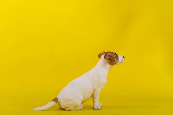 Jack Russell terrier filhote de cachorro em um fundo amarelo. — Fotografia de Stock
