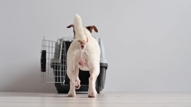 Anjing pintar Jack Russell terrier masuk ke dalam kotak pengangkut anjing dan seorang pria membawanya pergi — Stok Video