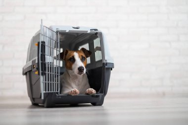 Köpek Jack Russell Terrier, hayvanlar için bir seyahat kutusunun içinde.