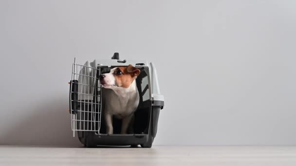 Ο υπάκουος σκύλος Τζακ Ράσελ Τεριέ μπαίνει μέσα και βγαίνει από το κλουβί για ασφαλή μεταφορά. — Αρχείο Βίντεο