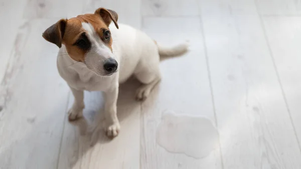 Guilty dog Jack Russell Terrier pissed puddle on the wooden floor — Zdjęcie stockowe