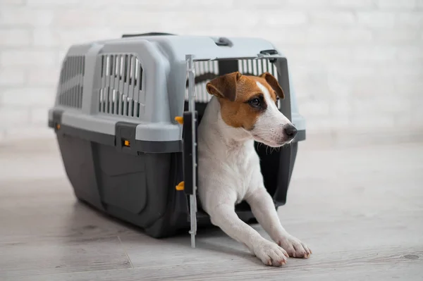 Köpek Jack Russell Terrier, hayvanlar için bir seyahat kutusunun içinde.