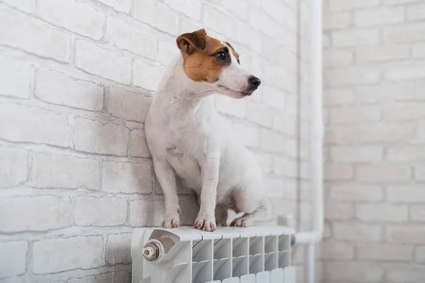 Pies Jack Russell Terrier siedzi na grzejniku na ceglanym tle ściany — Zdjęcie stockowe