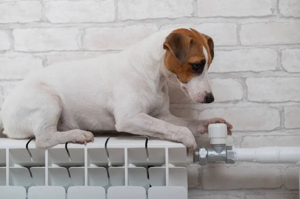 Gato perro russell terrier miente y se calienta en un radiador de calefacción sobre fondo de pared de ladrillo — Foto de Stock