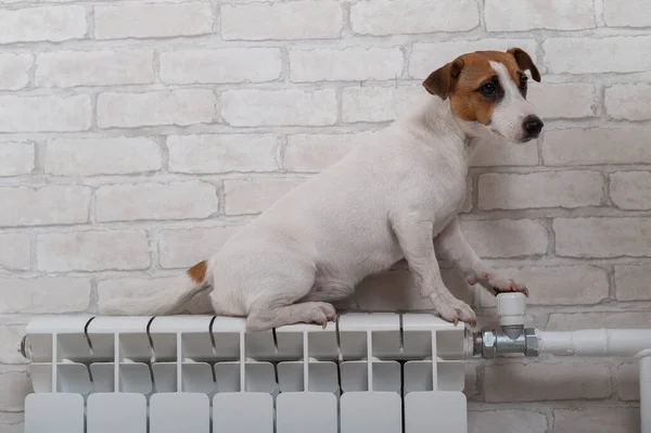 Un perro pequeño se sienta en el radiador de calefacción y mantiene su pata en el regulador de temperatura — Foto de Stock
