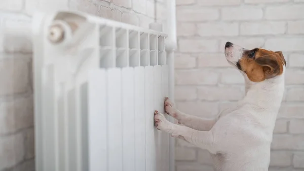 Hunden Jack Russell Terrier har lagt labbene på radiatoren og varmer opp. – stockfoto