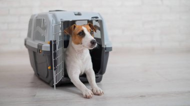 Köpek Jack Russell Terrier, hayvanlar için bir seyahat kutusunun içinde.