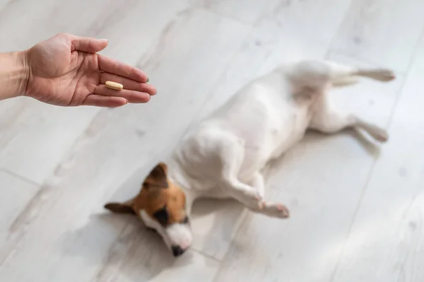 Elinde hap olan bir kadın eli ve hasta bir köpek olan Jack Russell Terrier tahta zeminde yatıyor. — Stok fotoğraf