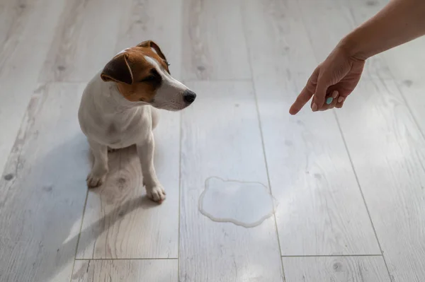 La dueña jura al perro y señala con el dedo un charco en el suelo — Foto de Stock