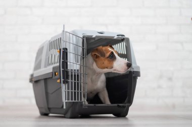 İtaatkar Jack Russell Terrier güvenli nakil için kutunun içinde.